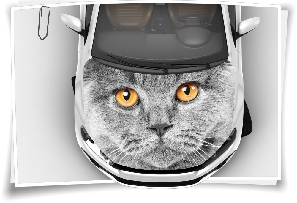 Katze Augen Motorhaube Auto-Aufkleber Steinschlag-Schutz-Folie