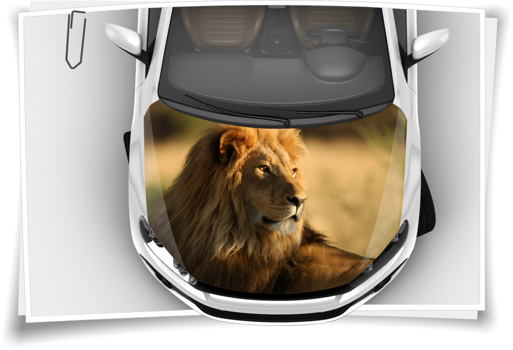 Löwe König Afrika Motorhaube Auto-Aufkleber Steinschlag-Schutz