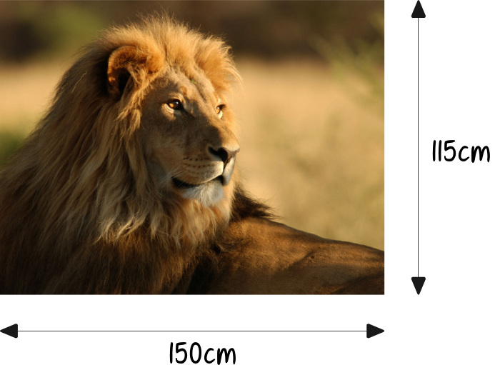Löwe König Afrika Motorhaube Auto-Aufkleber Steinschlag-Schutz