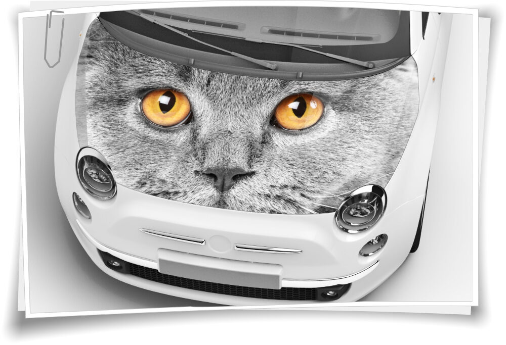 Katze Augen Motorhaube Auto-Aufkleber Steinschlag-Schutz-Folie Airbrush  Tuning – Medianlux-Shop