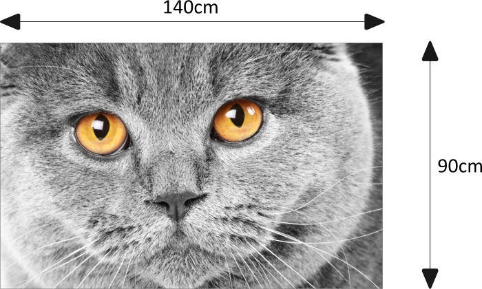 Katze Augen Motorhaube Auto-Aufkleber Steinschlag-Schutz-Folie