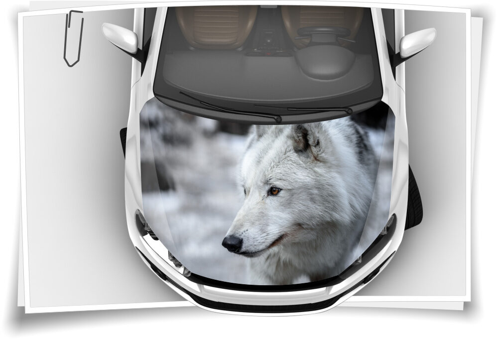 Motorhaube Auto-Aufkleber Wolf Raub-Tier Weiß Wild Steinschlag