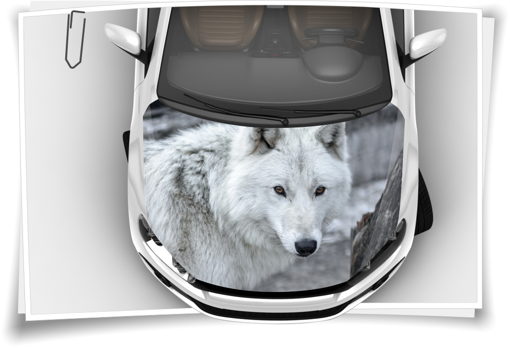 Motorhaube Auto-Aufkleber Wolf Wild Raub-Tier Weiß Grau