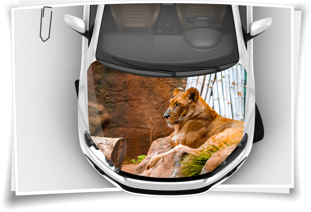 Motorhaube Auto-Aufkleber Löwe Lion Wildnis Katze Afrika Panthera