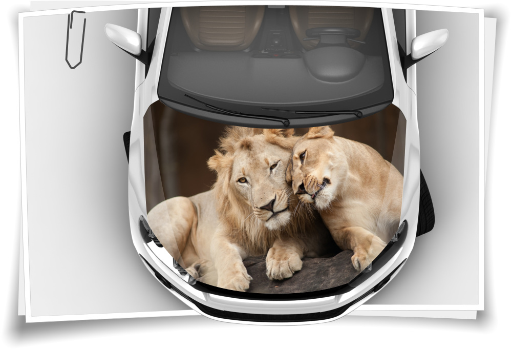 Motorhaube Auto-Aufkleber Löwe Löwin Leon Tiere Zoo Katzen Wildnis  Steinschlag-Schutz-Folie Airbrush Tuning – Medianlux-Shop