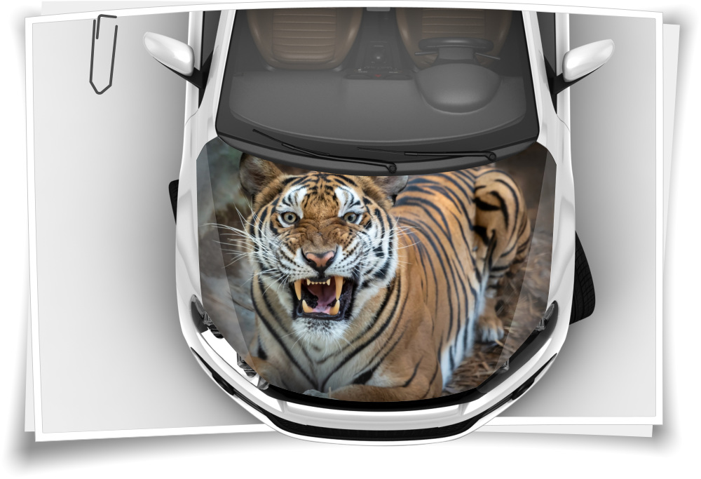 Motorhaube Auto-Aufkleber Tiger Zoo Augen Sumatra Wildnis Tiere